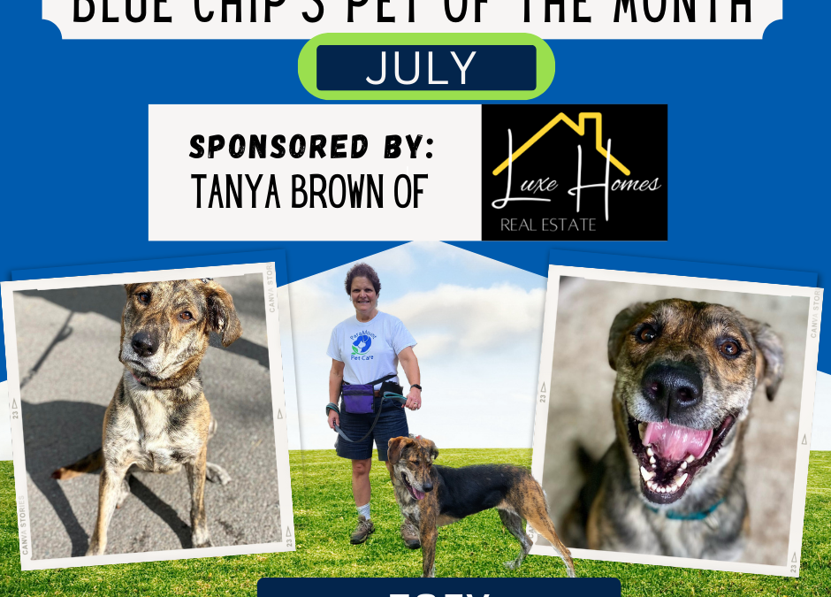 Blue Chip Pet Of The Month (July)