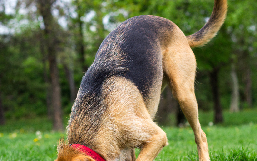Why Do Dogs Bury Bones & Other Items?