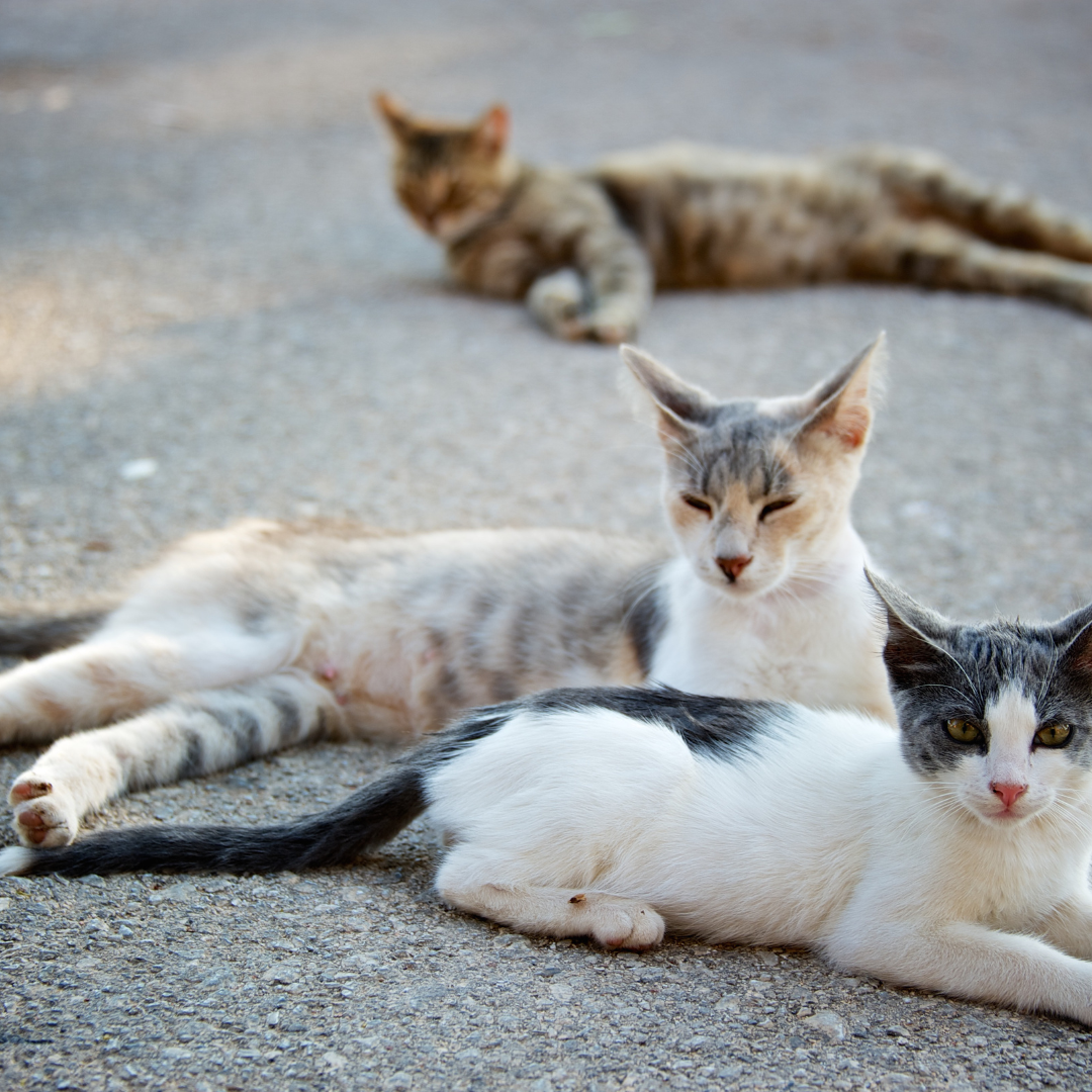 Feral cat colonies