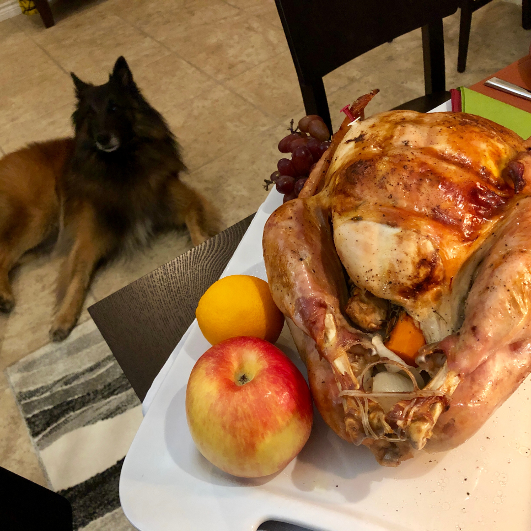 A dog eyeing up some fresh cooked turkey