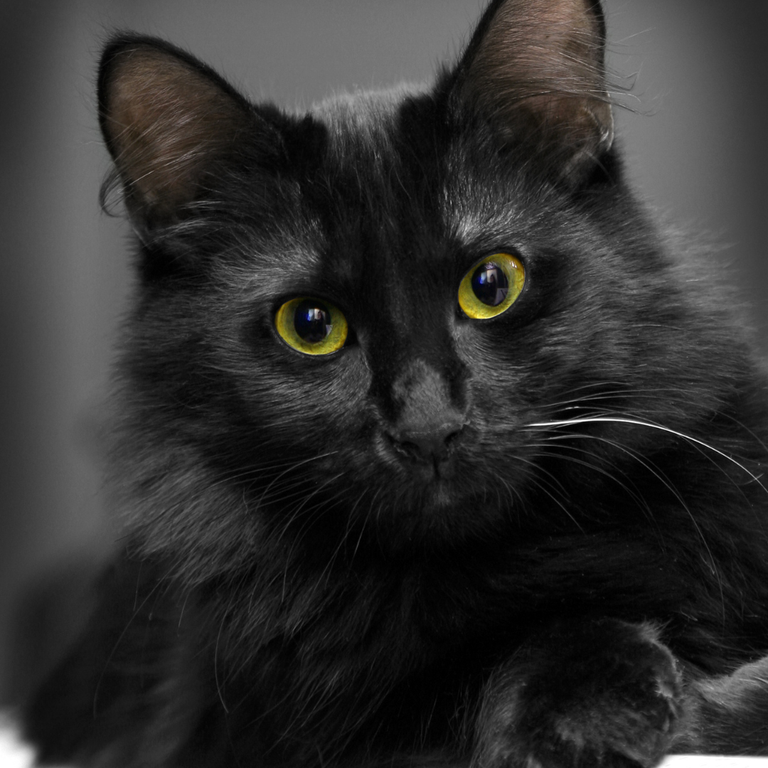 An adorable black cat