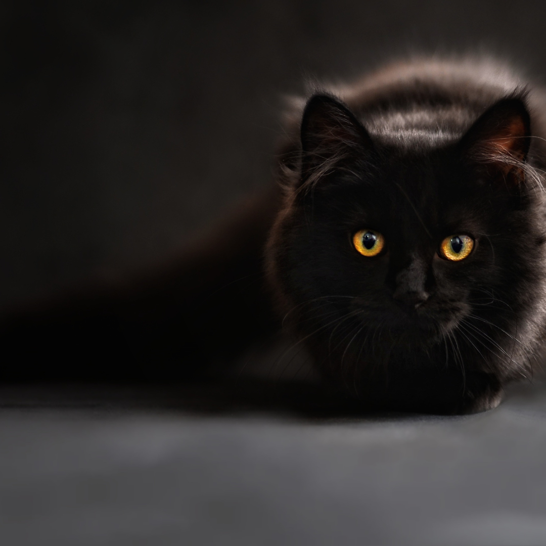 A cute black cat