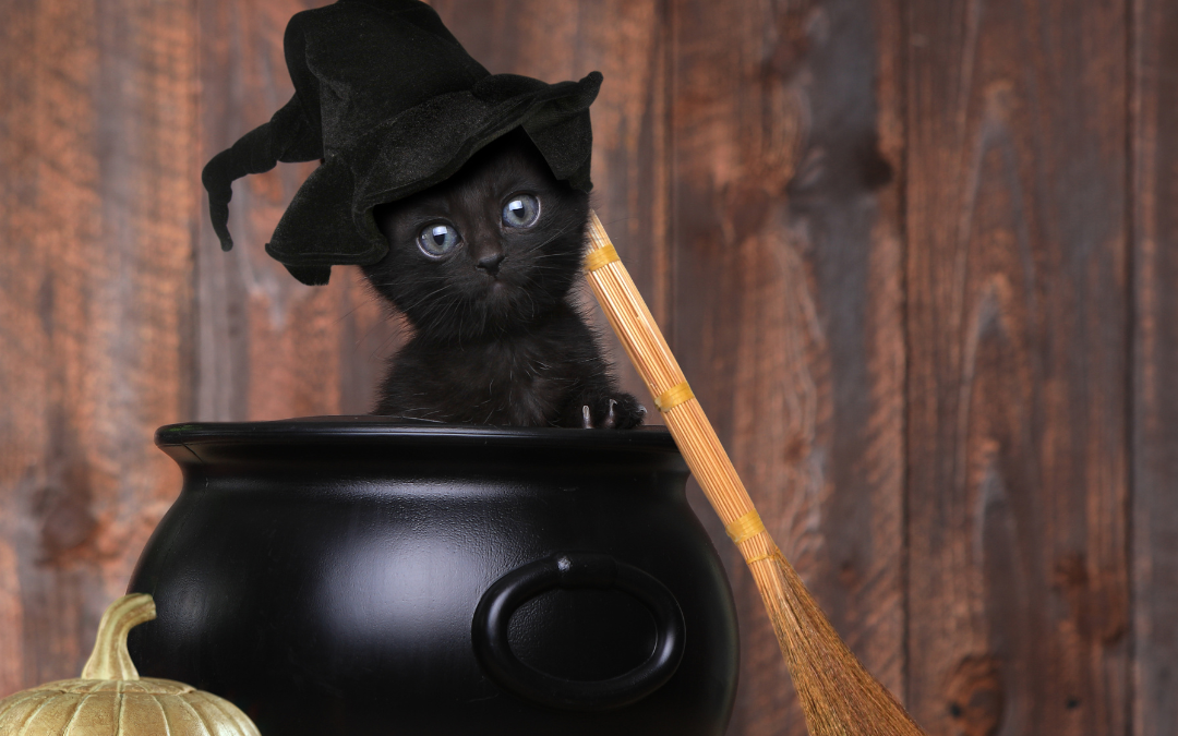 National Black Cat Day
