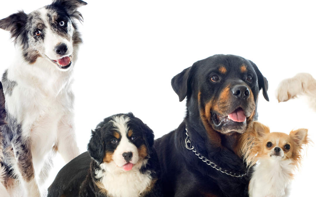 The Top 5 Most Popular Dog Breeds