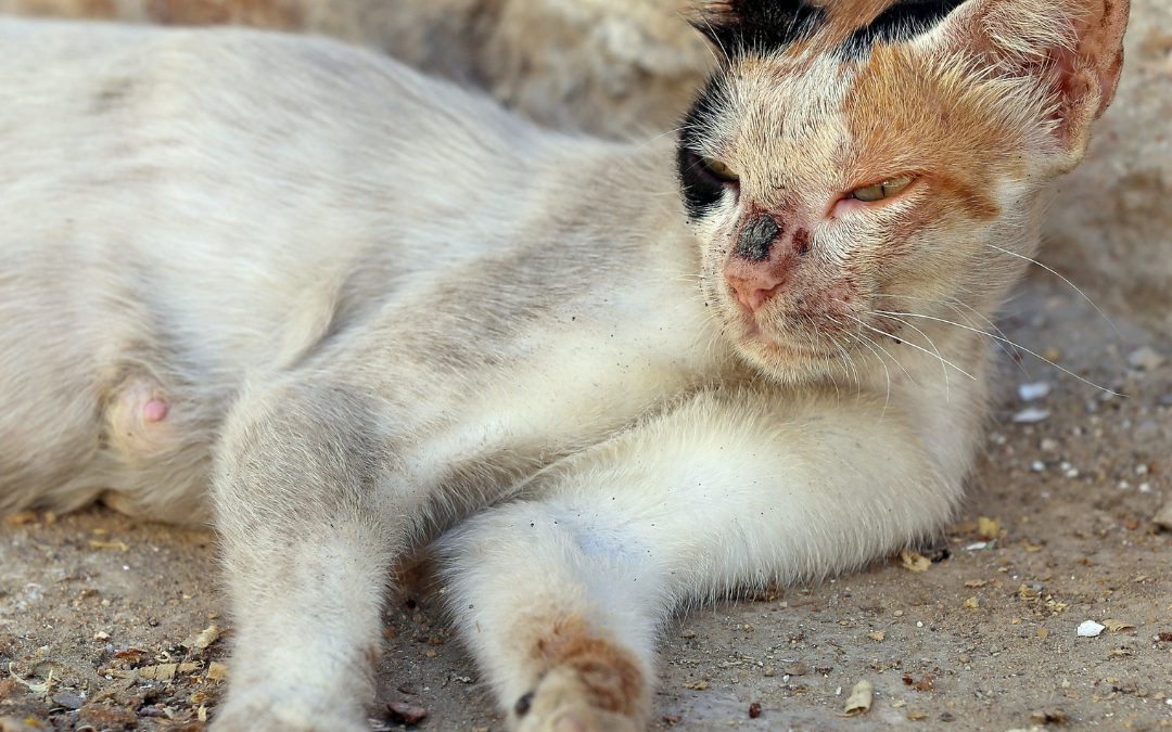 National Feral Cat Day