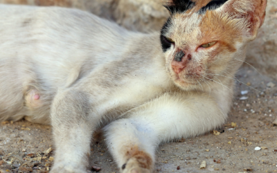 National Feral Cat Day