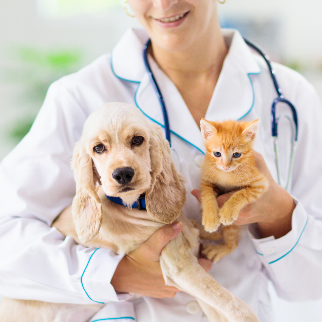 Dog & cat at the veterinarian 