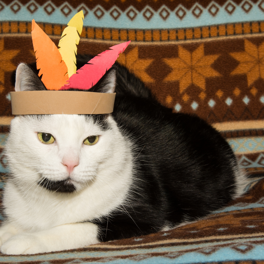 A Thanksgiving themed cat