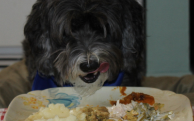Thanksgiving & Pets