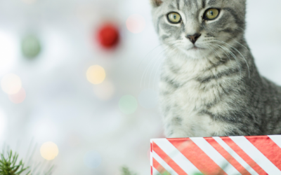 Buying Pets As Holiday Gifts