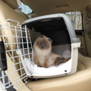 A cat traveling in a crate