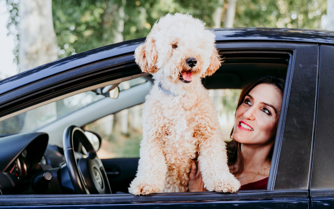 Pet Travel 101
