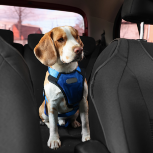 A cute dog in the backseat