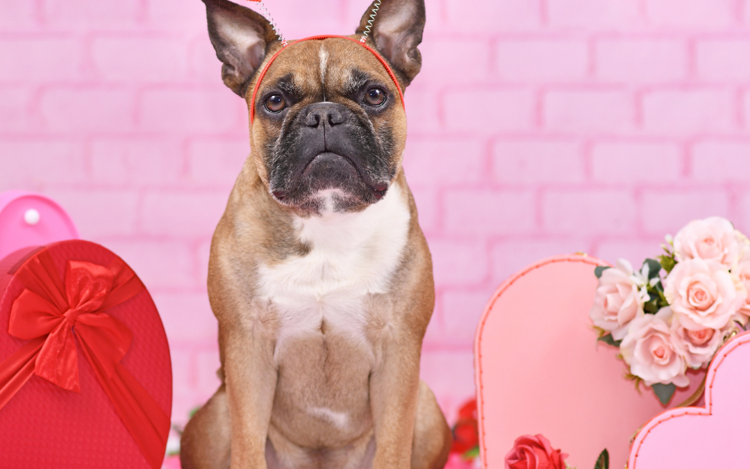 Valentine’s Day Gifts For Pets