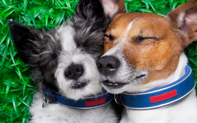 Socializing Your Dog After A Long Winter