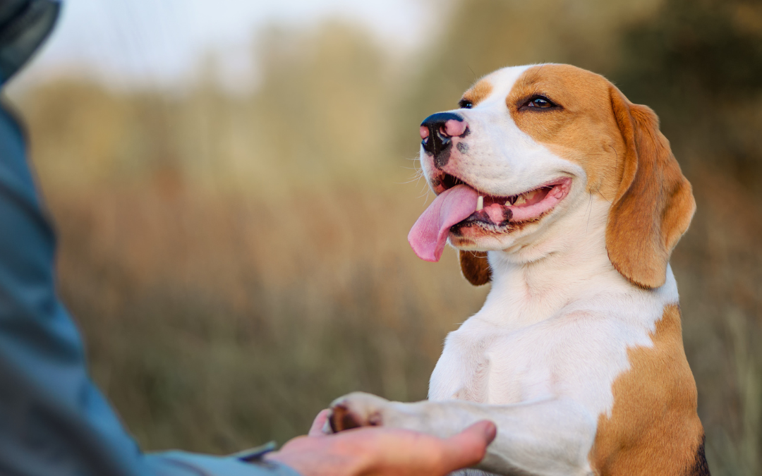 Training Your Dog At Home