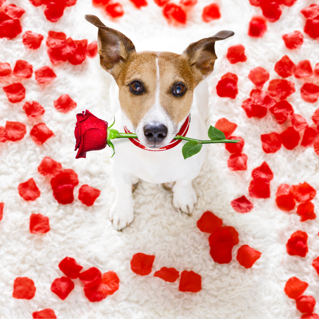 Valentine's Day dog