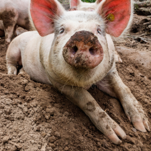 A pig in the mud