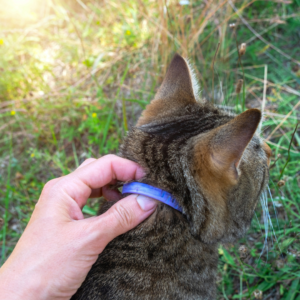 Cat flea & tick collar 