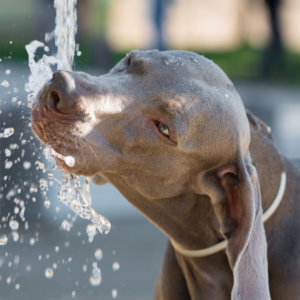 A dog happily drinking from the hose