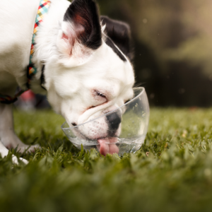 A dog drinking from an outdoor water bowl