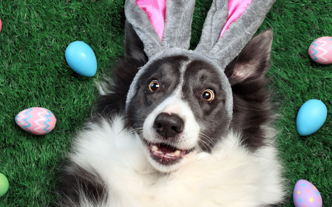 Easter Hazards To Pets