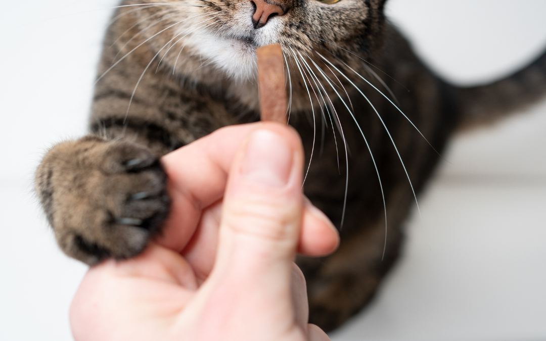 Frozen Cat Treat Recipes