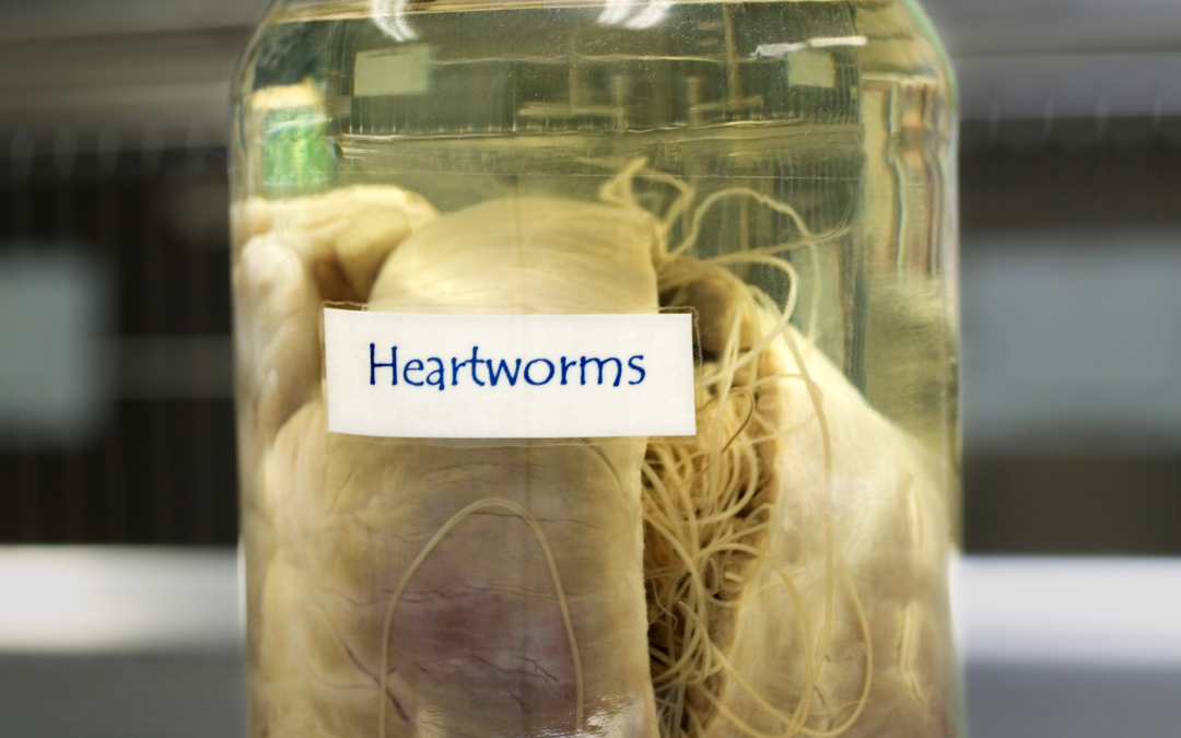 What Is Heartworm Disease?