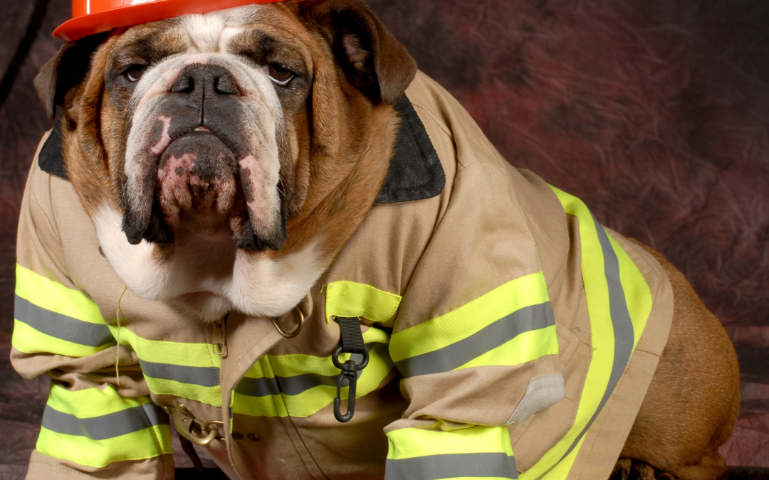Pet Fire Safety Day