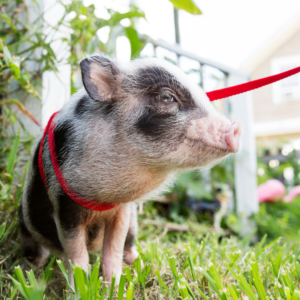 A pet pig on a leash & harness