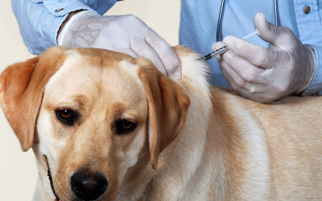 Why Pet Vaccinations Are Important