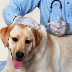 Vaccination for dogs