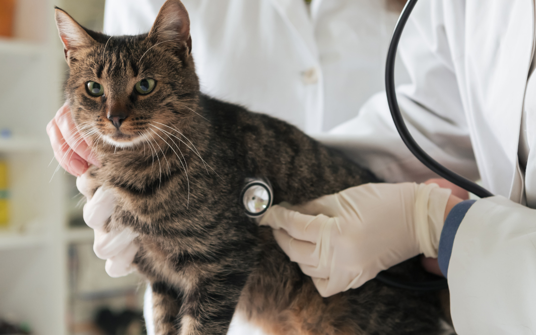 Making Vet Visits Stress-Free For Cats