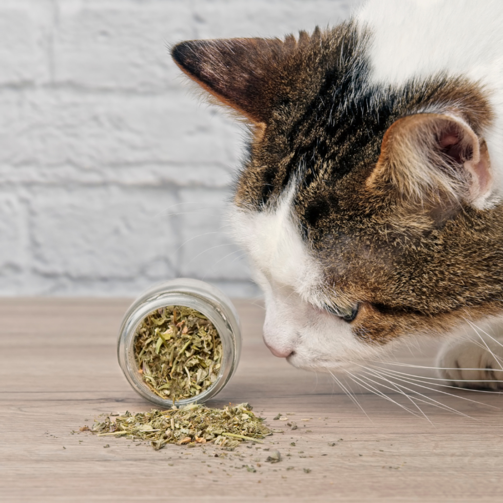 What Exactly Is Catnip? Paramount Pet Care NEPA Wyoming Valley