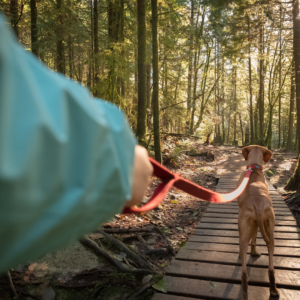 A dog going for a walk in the woods