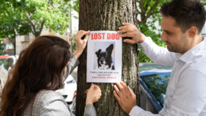 Lost dog poster