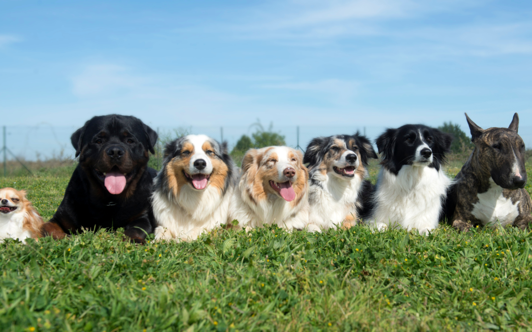 Celebrating National Dog Day