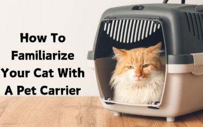 How To Familiarize Your Cat With A Pet Carrier