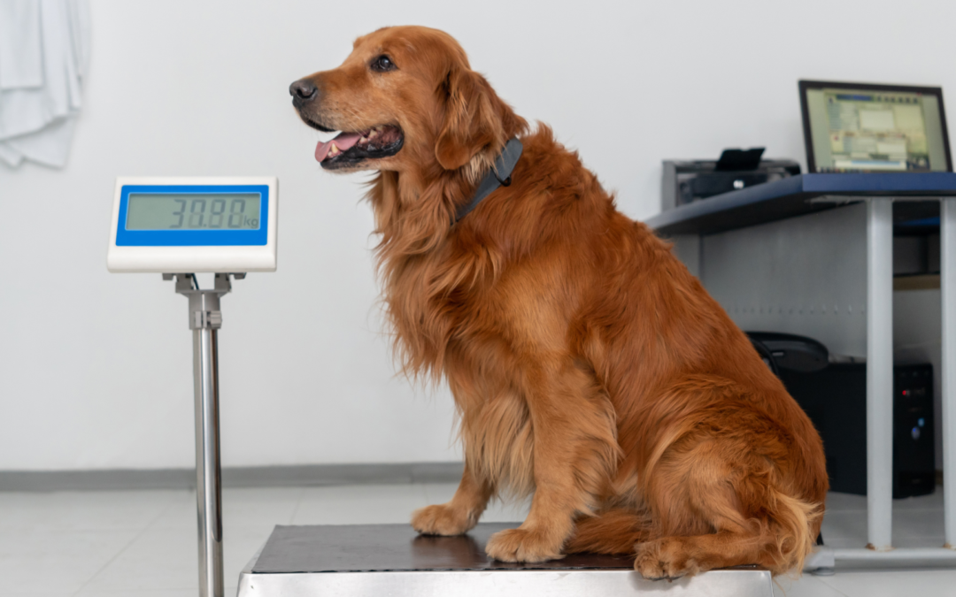Signs That Your Pet Needs More Exercise
