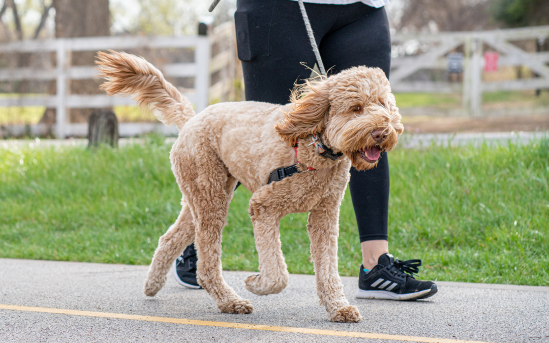 The Benefits Of Midday Walks For Dogs