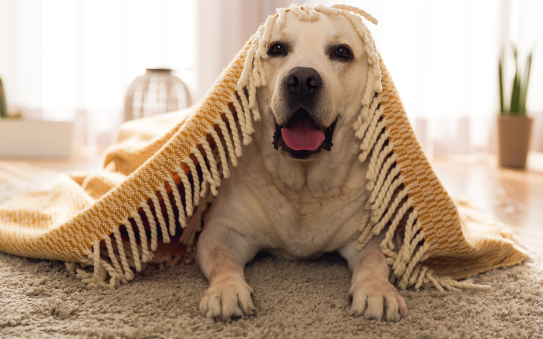 10 Ways To Entertain Dogs During Winter