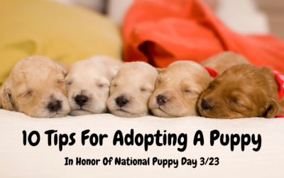 10 Tips For Adopting A Puppy