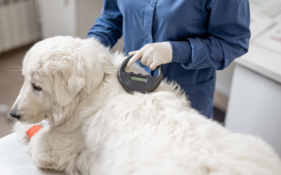 How Does Pet Microchipping Work?
