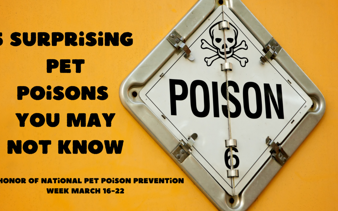 5 Surprising Pet Poisons You May Not Know