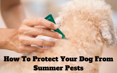 How To Protect Your Dog From Summer Pests
