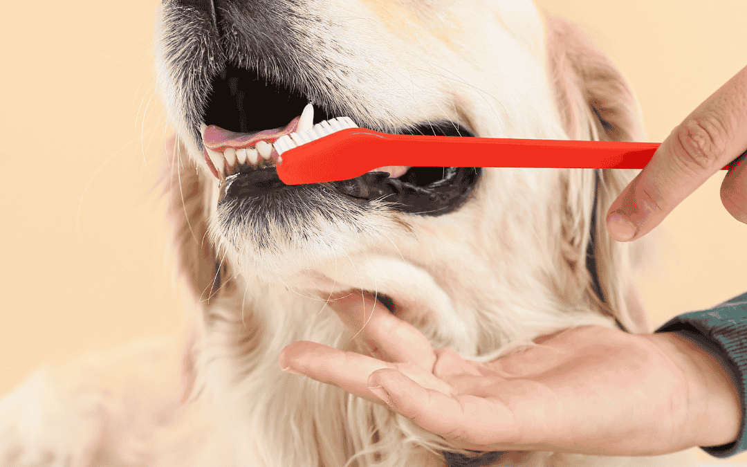 The Importance Of Dental Care For Your Pets