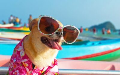 Why You Need a Reliable Pet Sitter For Vacations
