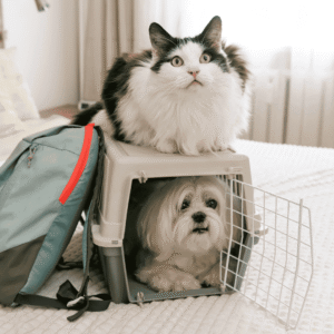 Make The Carrier a Positive Space
