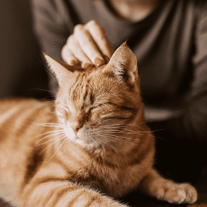 Calm Your Cat On The Big Day