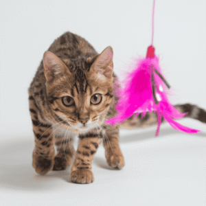 Mental and Physical Enrichment